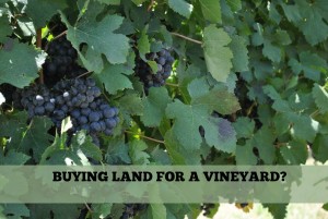 Vineyard Land Fredericksburg TX