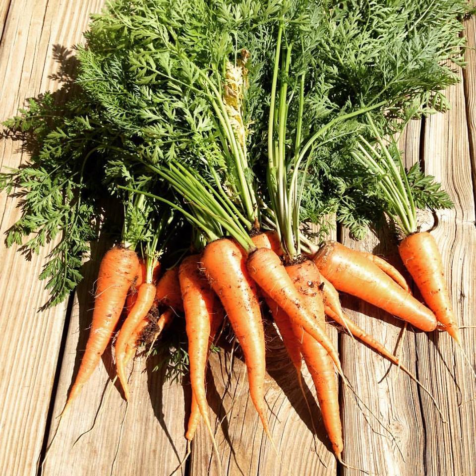 can carrots plant survive austin texas winter weather